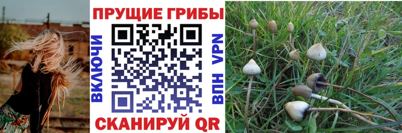 ОМГ ОМГ онион  shop клад  Галлюциногенные грибы Psilocybine cubensis  закладки  Петрозаводск 